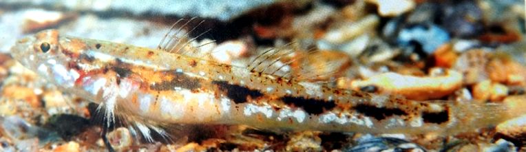 Pomatoschistus quagga_04